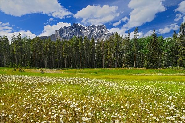 Canada-Alberta-Banff National Park Landscape with field of common daisies and Cascade Mountain